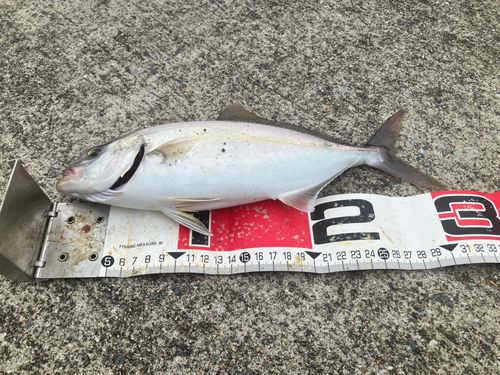 ショゴの釣果