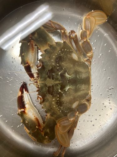 ノコギリガザミの釣果