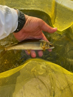 アユの釣果