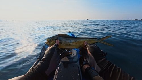 シイラの釣果