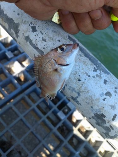 チャリコの釣果