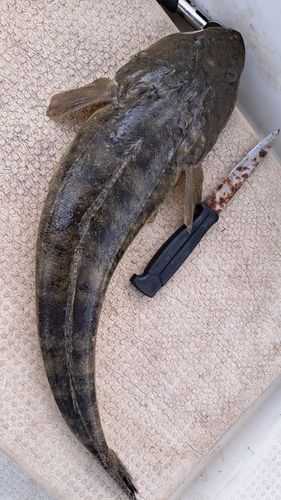 コチの釣果