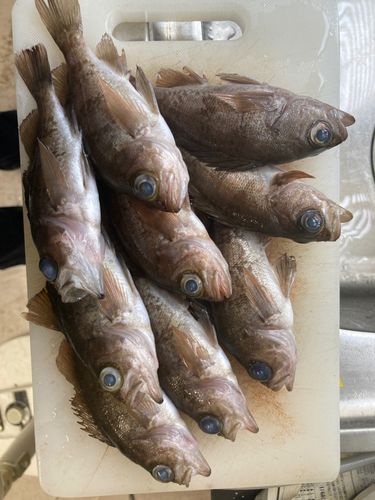 メバルの釣果