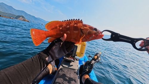 アカハタの釣果