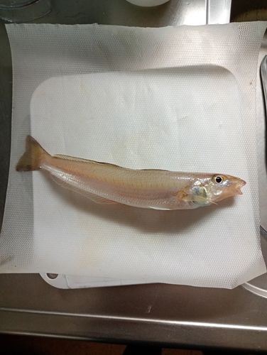 材木座