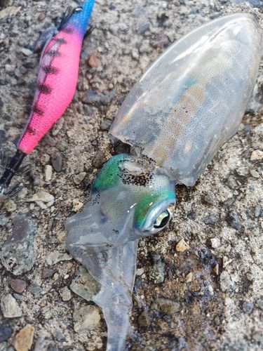 アオリイカの釣果