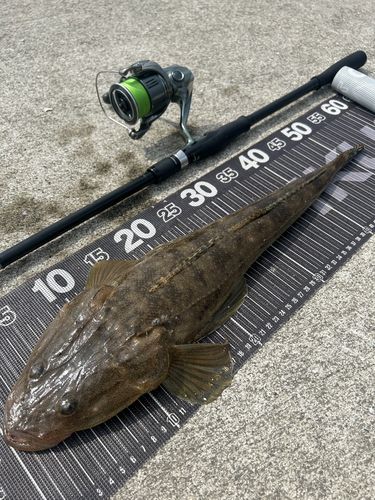 マゴチの釣果