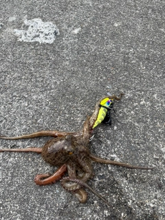 タコの釣果