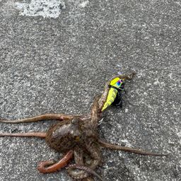 タコ
