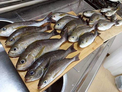 イサキの釣果