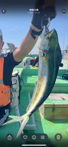 シイラの釣果