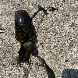 アオリイカ