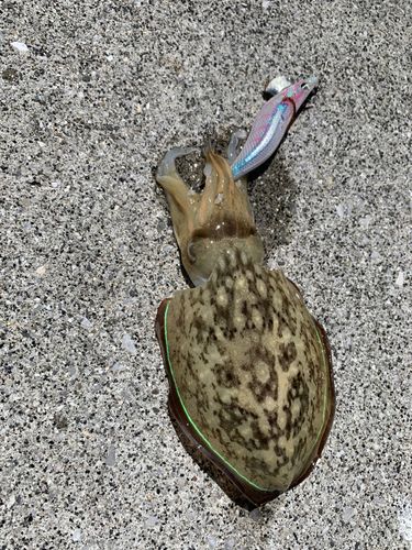コウイカの釣果