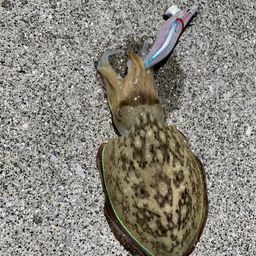 コウイカ