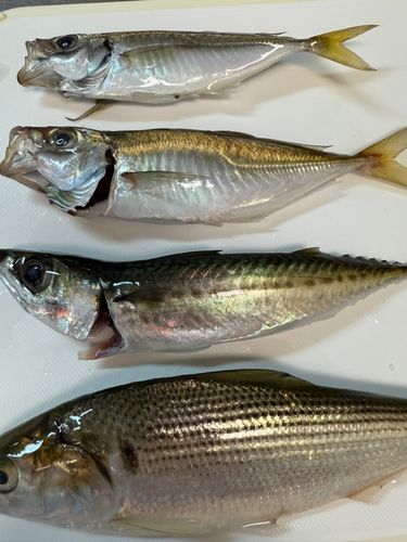 コノシロの釣果