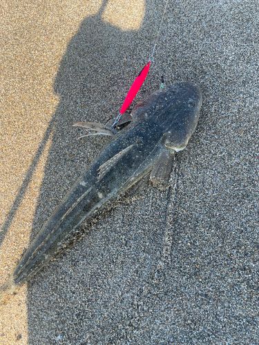 マゴチの釣果