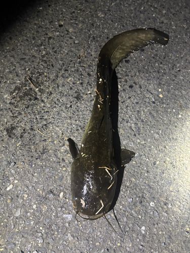 ナマズの釣果