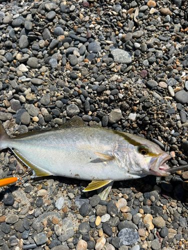 ショゴの釣果