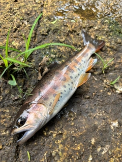 ヤマメの釣果