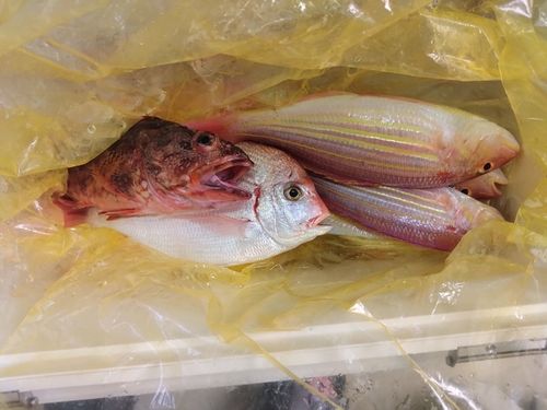 イトヨリダイの釣果