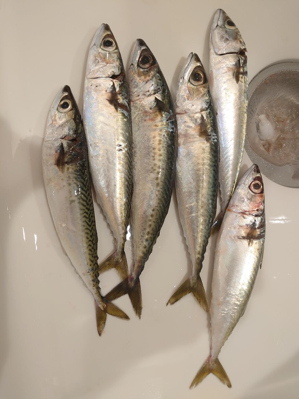 メジャークラフト/鯵道5G/AD5-S622L/AJI Major Craft メジャークラフト/MajorCraft 鯵道 5G AD5-S622L