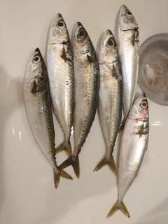 サバの釣果