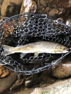 ブラウントラウトの釣果