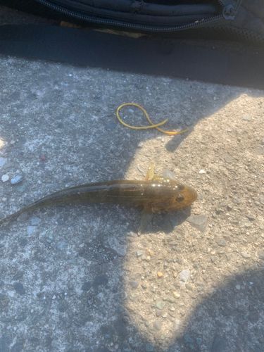 ハゼの釣果