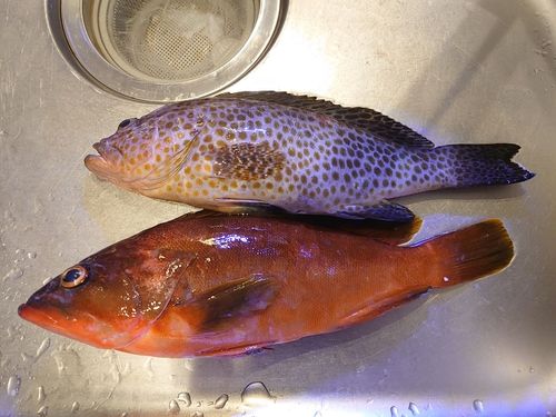 アカハタの釣果