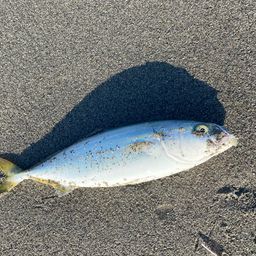 ワカシ