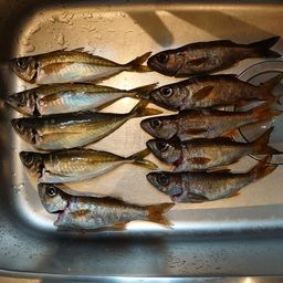 アジ