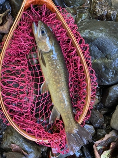 イワナの釣果