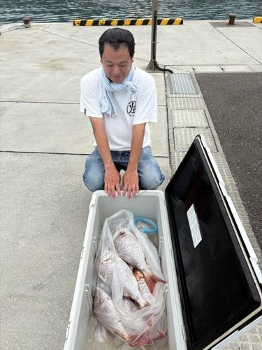 マダイの釣果