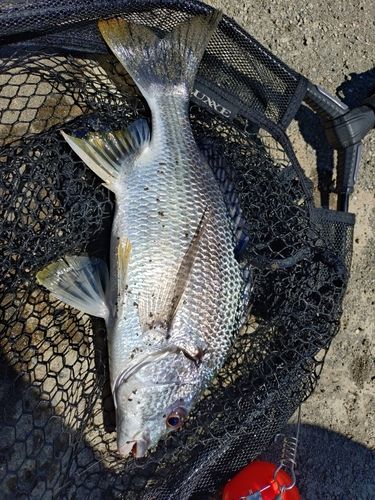キビレの釣果