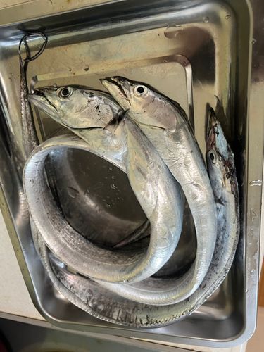 タチウオの釣果