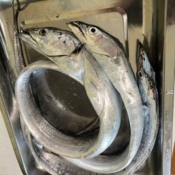 タチウオ