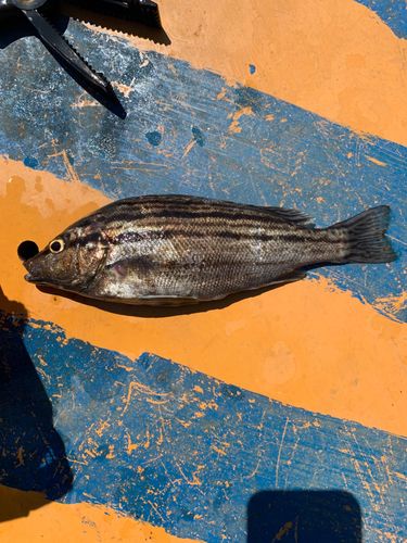 シマイサキの釣果