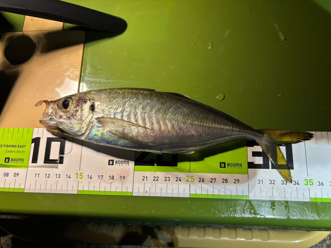 アジ