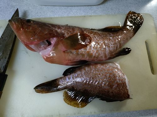 キジハタの釣果