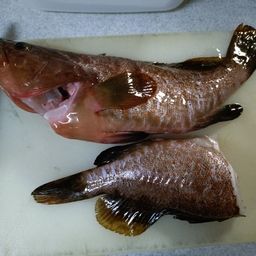 キジハタ