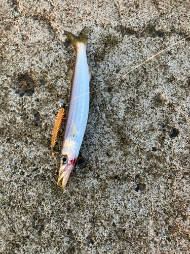 カマスの釣果