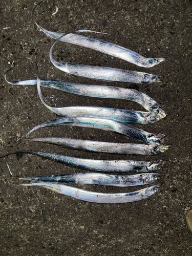 タチウオの釣果
