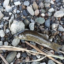 スモールマウスバス