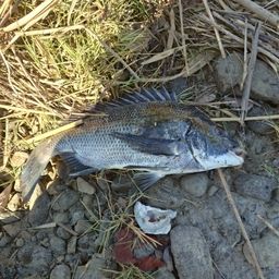 クロダイ