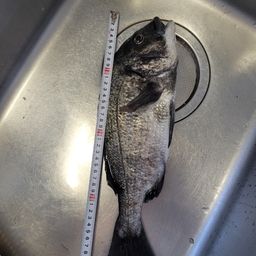 チヌ