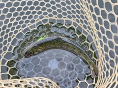 ニジマスの釣果