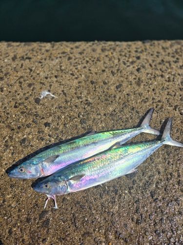 サゴシの釣果