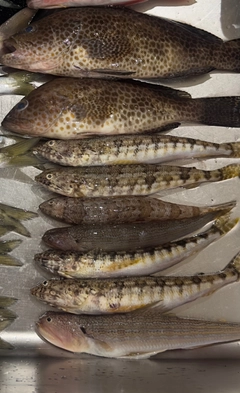 オオモンハタの釣果