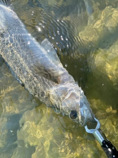 セイゴ（マルスズキ）の釣果