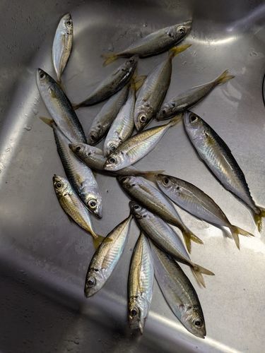 アジの釣果